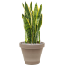 Растение в кашпо Sansevieria trifasciata 'Laurentii' in Terra Cotta