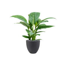 Spathiphyllum 'Sensation' in Grigio