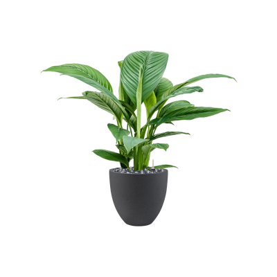 Растение в кашпо Spathiphyllum 'Sensation' in Grigio