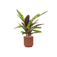 Calathea insignis in Capi Nature Groove Special