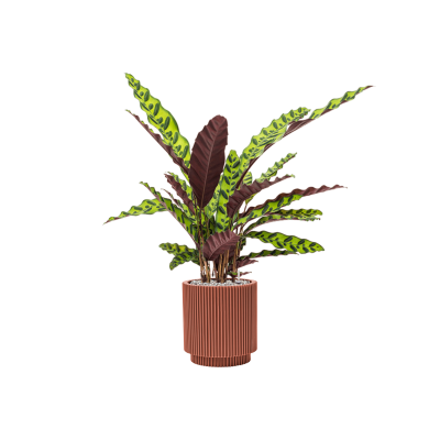 Растение в кашпо Calathea insignis in Capi Nature Groove Special