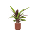 Растение в кашпо Calathea insignis in Capi Nature Groove Special