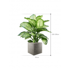 Dieffenbachia seguine 'Maroba' in Grigio