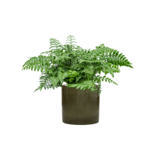 Asplenium dimorphum 'Parvati' in Cylinder