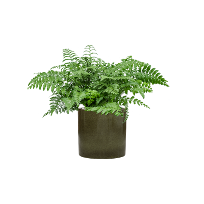 Растение в кашпо Asplenium dimorphum 'Parvati' in Cylinder