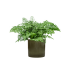 Растение в кашпо Asplenium dimorphum 'Parvati' in Cylinder