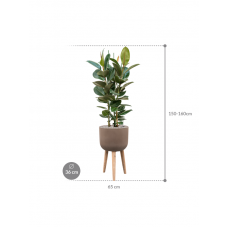 Ficus elastica 'Robusta' in Refined Retro With Feet