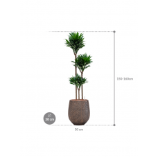 Dracaena fragrans 'Compacta' in Baq Opus Hit