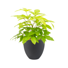 Schefflera actinophylla 'Golden Amate' in Grigio