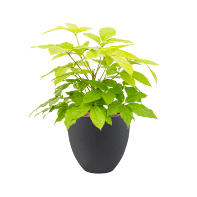 Растение в кашпо Schefflera actinophylla 'Golden Amate' in Grigio