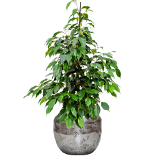 Ficus benjamina 'Danielle' in Baq Opus Raw