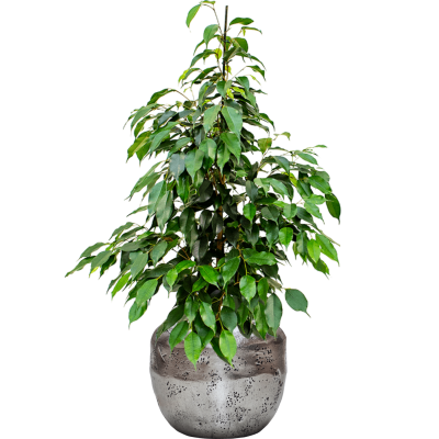 Растение в кашпо Ficus benjamina 'Danielle' in Baq Opus Raw