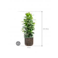 Ficus cyathistipula in Baq Luxe Lite Universe Waterfall