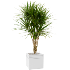 Dracaena marginata in Baq Line-Up