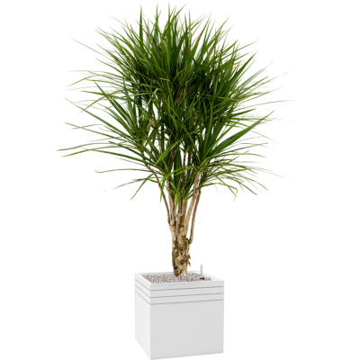 Растение в кашпо Dracaena marginata in Baq Line-Up