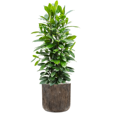 Ficus cyathistipula in Baq Luxe Lite Universe Waterfall