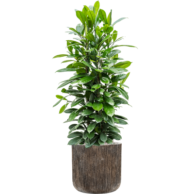 Растение в кашпо Ficus cyathistipula in Baq Luxe Lite Universe Waterfall