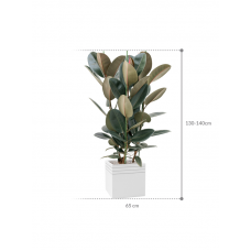 Ficus elastica 'Abidjan' in Baq Line-Up