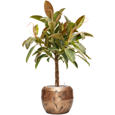 Ficus elastica 'Melany' in Baq Opus Raw