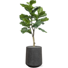 Ficus lyrata in Baq Raindrop