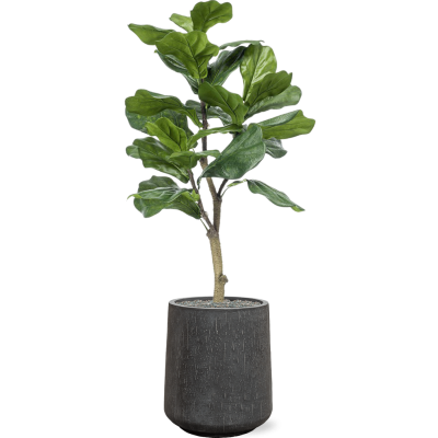 Растение в кашпо Ficus lyrata in Baq Raindrop