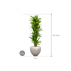 Dracaena fragrans 'Cintho' in Baq Metallic Silver leaf