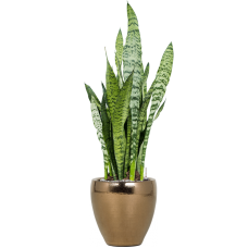 Sansevieria zeylanica in Amora