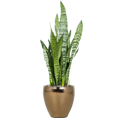 Растение в кашпо Sansevieria zeylanica in Amora