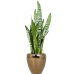 Растение в кашпо Sansevieria zeylanica in Amora