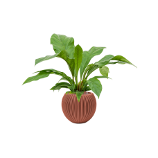 Anthurium 'Jungle bush' in Capi Nature Groove Special