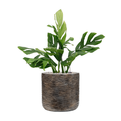Растение в кашпо Monstera pinnatipartita in Baq Luxe Lite Universe Wrinkle