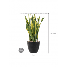 Sansevieria trifasciata 'Laurentii' in Artstone