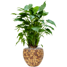 Alocasia cucullata in Baq Facets Ageless