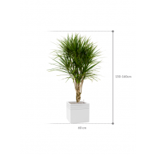 Dracaena marginata in Baq Line-Up