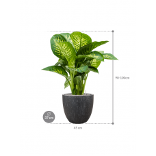 Dieffenbachia seguine 'Reeva' in Baq Raindrop