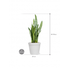 Sansevieria zeylanica in Feliz