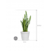 Растение в кашпо Sansevieria zeylanica in Feliz