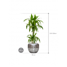 Dracaena fragrans 'Janet Craig' in Baq Opus Raw