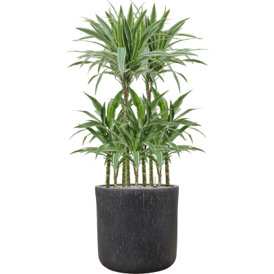 Растение в кашпо Dracaena deremensis 'Warneckei' in Baq Raindrop