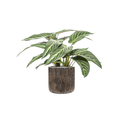 Растение в кашпо Calathea zebrina in Baq Luxe Lite Universe Waterfall