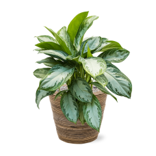 Aglaonema 'Silver Bay' in Drypot Rattan Stripe