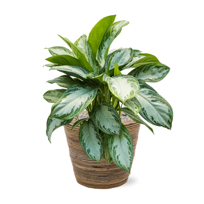 Растение в кашпо Aglaonema 'Silver Bay' in Drypot Rattan Stripe