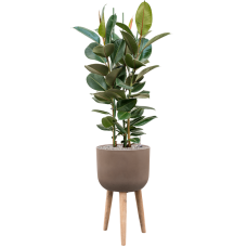 Ficus elastica 'Robusta' in Refined Retro With Feet