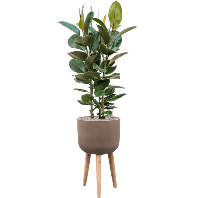 Растение в кашпо Ficus elastica 'Robusta' in Refined Retro With Feet