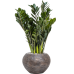 Растение в кашпо Zamioculcas zamiifolia 'Super Nova' in Baq Luxe Lite Wrinkle