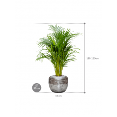 Dypsis (Areca) lutescens in Baq Opus Raw