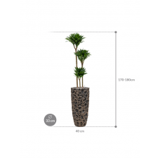 Dracaena fragrans 'Compacta' in Baq Luxe Lite Universe Moon