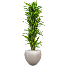 Dracaena fragrans 'Cintho' in Baq Metallic Silver leaf