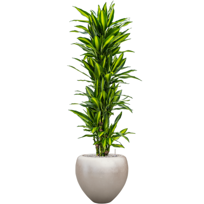 Растение в кашпо Dracaena fragrans 'Cintho' in Baq Metallic Silver leaf