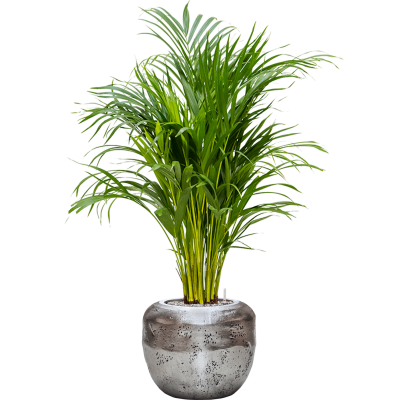 Растение в кашпо Dypsis (Areca) lutescens in Baq Opus Raw